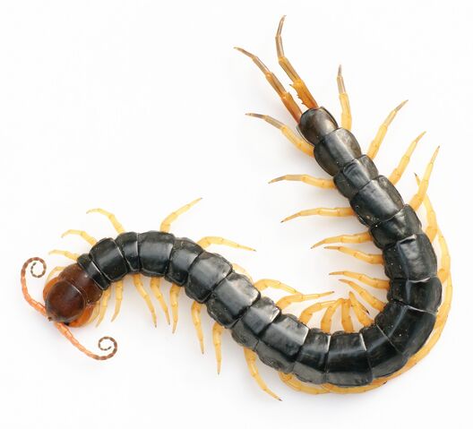 File:Scolopendra subspinipes.jpg