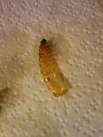File:Fried superworm shell.jpg