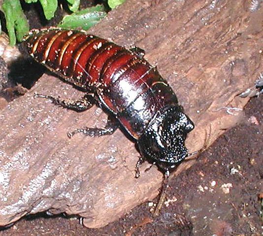 File:Madagascan.hissing.cockroach.750pix.jpg