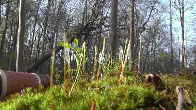 File:Vid10.jpg
