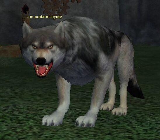 File:Mountain coyote.jpg
