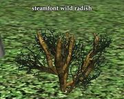 Steamfont wild radish