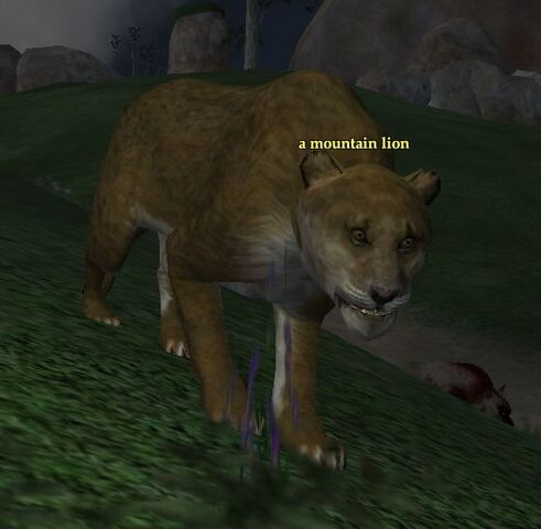 File:Mountain lion.jpg
