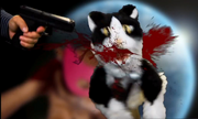 Catt Death