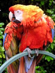 Red Parrot wallpapers by free wallpapers (10)