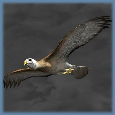 Archivo:Epsilon program eagleout.png