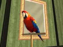 Tony (loro).jpg
