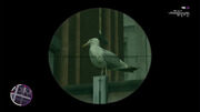Seagull TBOGT.jpg