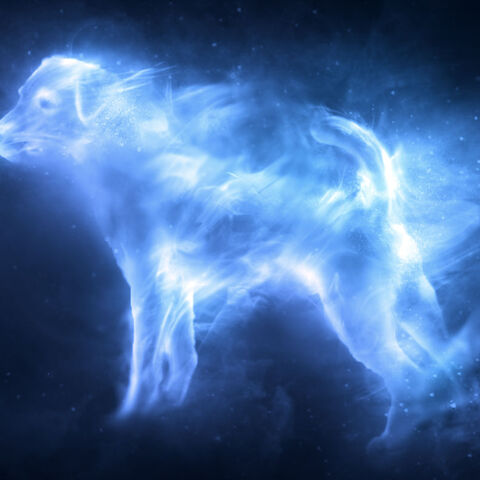 Jack Russell Terrier Patronus.jpg