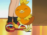 EP277 Torchic rozándose en Aura.png