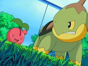 EP506 Cherubi vs Turtwig.png
