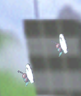 Butterfree en SSB.png
