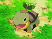 EP474 Turtwig de Ash.png