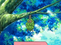 EP471 Burmy colgando de un árbol.png