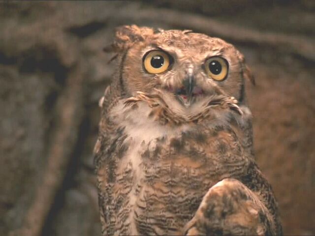 Archivo:Lograys owl.jpg