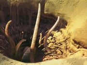 353px-Sarlacc-BTM-DB