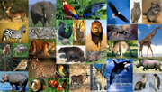 Animales.png