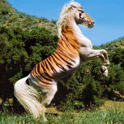 Chimera2