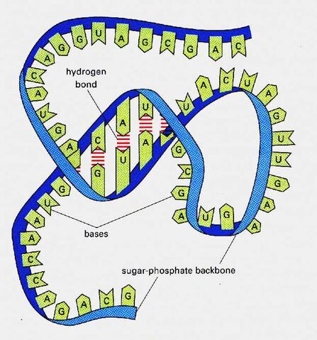 File:RNA sstrand.jpg