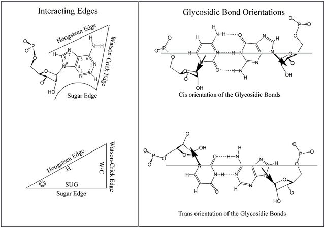 File:Base Edges.jpg