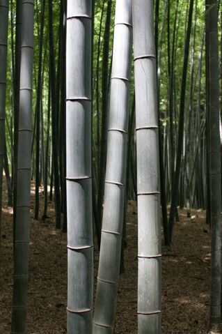 File:BambooKyoto.jpg
