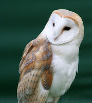 American Samoan Barn Owl
