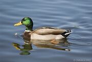 Cottontheduck