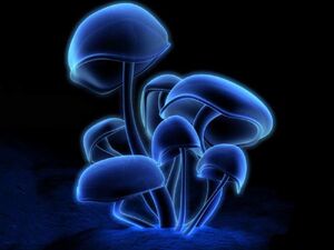 The Medusoid Mycelium