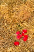 16615874-rose-petals-and-dry-grass