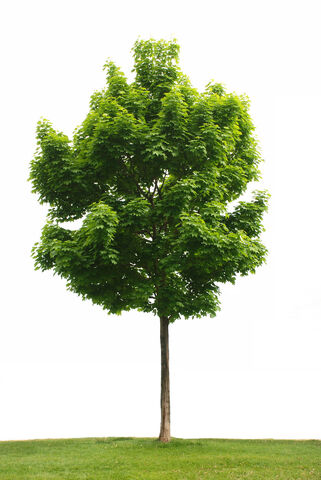 File:Tree.jpg