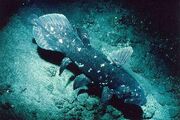 Coelacanth 1