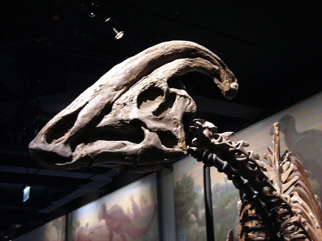 File:Parasaurolophus - 2(P. cyrtocristatus).jpg