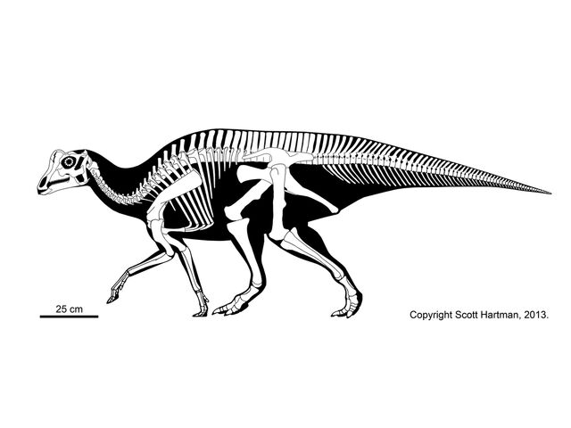 File:Parasaurolophus - 8(sp juvenile).jpg