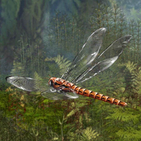 File:Audubon Institute Meganeuropsis.jpg
