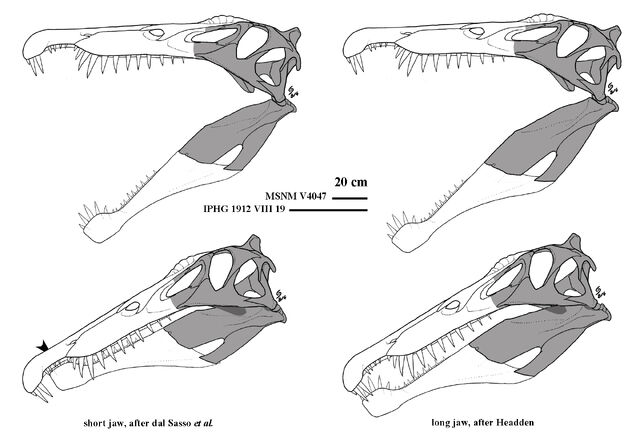 File:Spinosaurus - 2(Skull designs).jpg