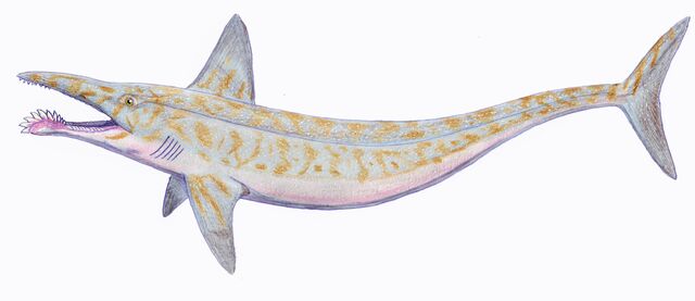 File:Parahelicoprion1DB.jpg