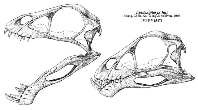 File:Epidexipteryx - 1(Skull sketch).jpg