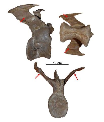 File:Aucasaurs - 2(Caudal vertebra(Jaime Headden)).jpg