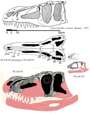 File:Luperosuchus -1(Skull).jpg