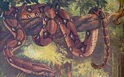 Gigantophis