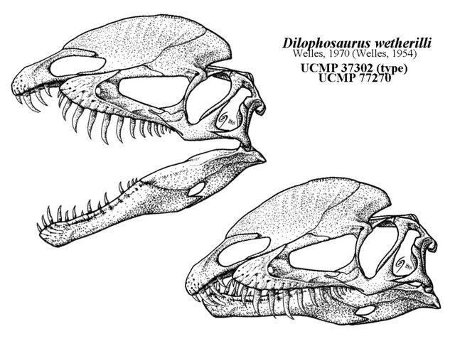 File:Dilophosaurus - 1(Head sketch).jpg