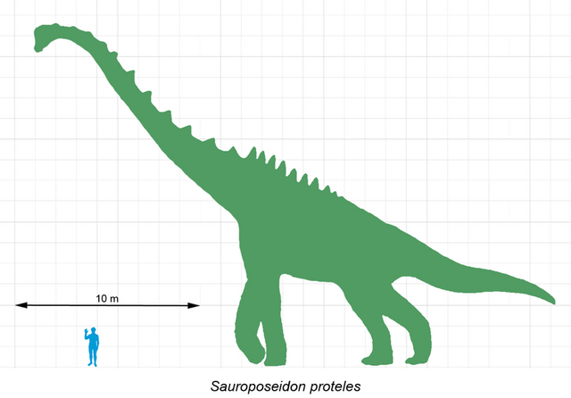 File:800px-Sauroposeidon-scale.png