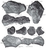 Camarillasaurus - 2