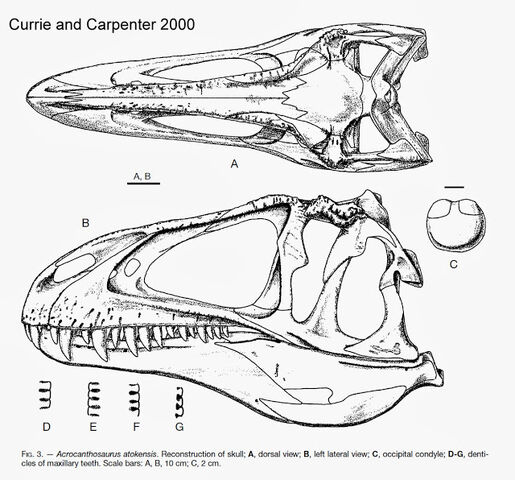 File:Acrocanthosaurus - 1(Skull sketch).jpg