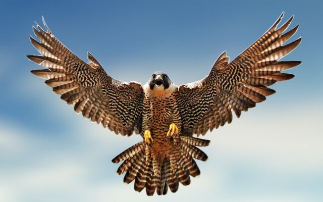 File:Falcon-Image 1.jpg