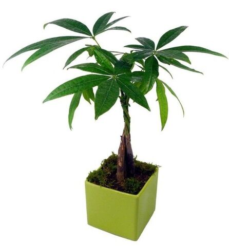 Fichier:PLante.jpg