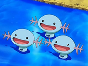 Bandada de Wooper