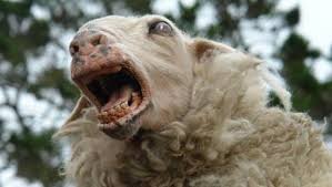 File:The Sheep Holy Symbol..jpg
