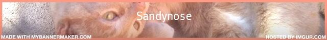 File:Sandynose.jpg