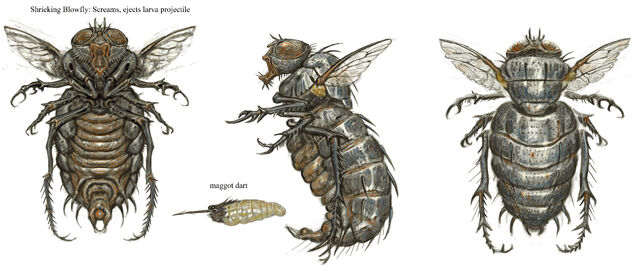 File:BloatflyCA1.jpg